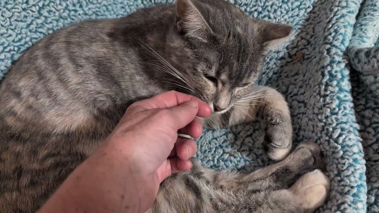 Dorian, a Adoptable Domestic Short Hair in Fairview Heights, IL video 2/6