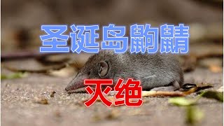 澳洲唯一鼩鼱灭绝，一段小小生命的终章And Then There Were None The Extinction of Australia’s Only Shrew