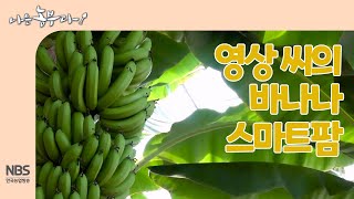[나는농부다 243회] 영상 씨의 바나나 스마트팜