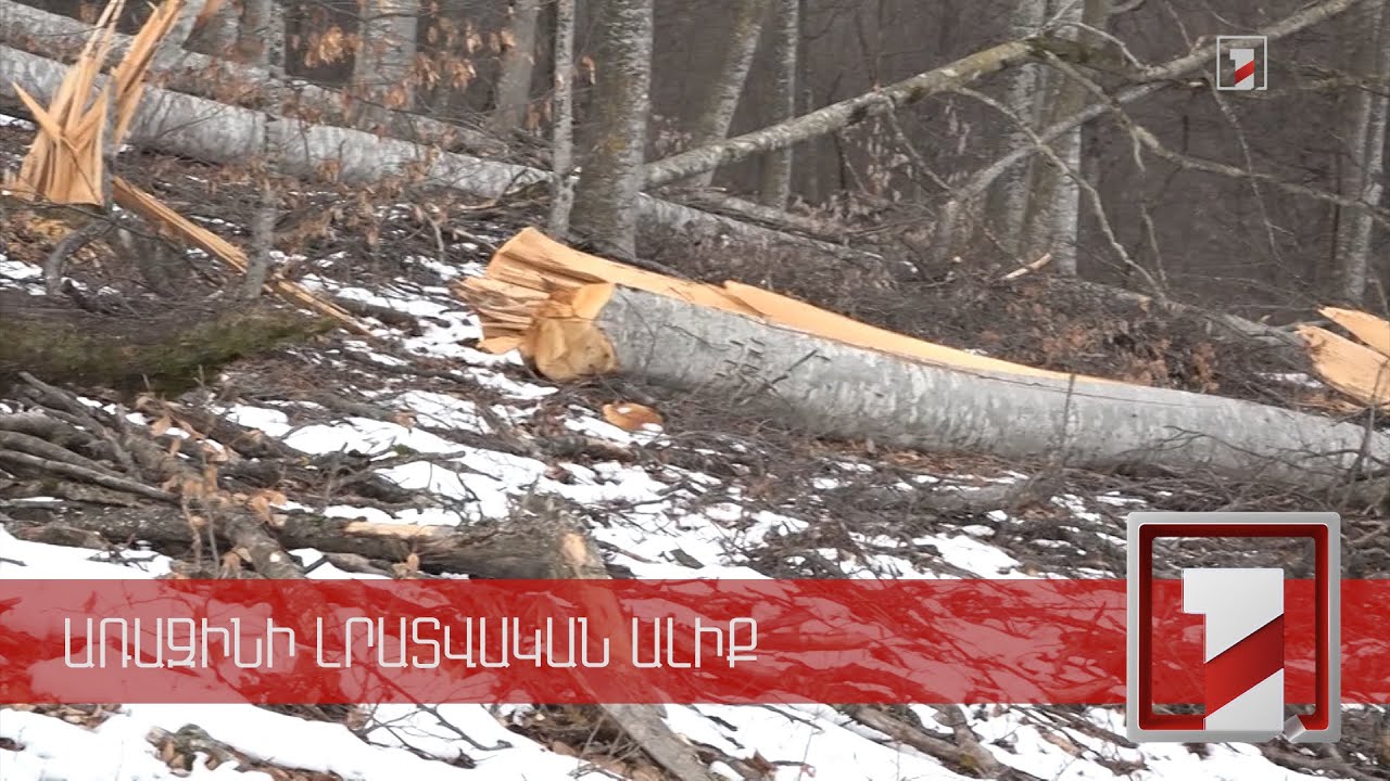 «Դիլիջան» պարկի մասնաճյուղի ղեկավարը և անտառապահն ազատվել են աշխատանքից