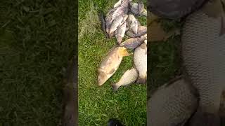 Платные рыбалки в чехове серпухове подольске