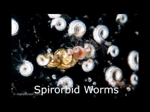 What are spirorbid worms? (Reef Tank Questions)