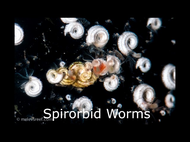 What are spirorbid worms? (Reef Tank Questions)