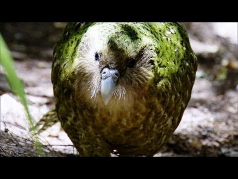 image-Where are Kakapos found?