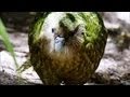 Kakapo Flightless Parrot Benedict Cumberbatch BBC Earth