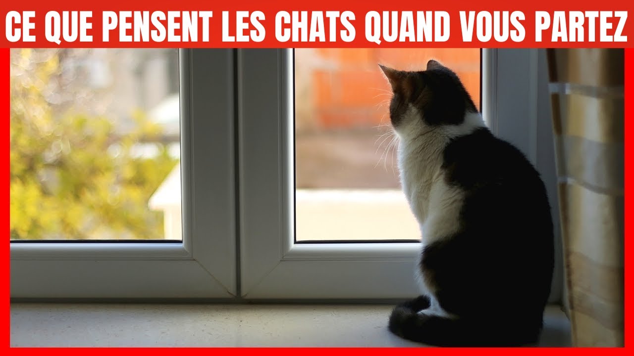 Que pensent les Chats lorsque vous quittez la maison ?
