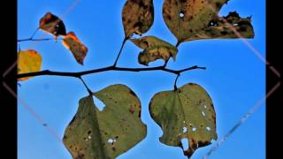 Rosanne Cash with Cory Chisel - "50,000 Watts"