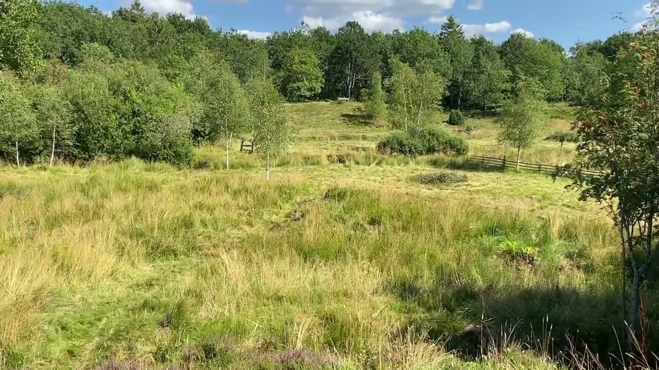 Valpetrening: Terrengskifter med Jamsis del 3