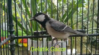 Download lagu Suara burung gelatik batu betina mp3