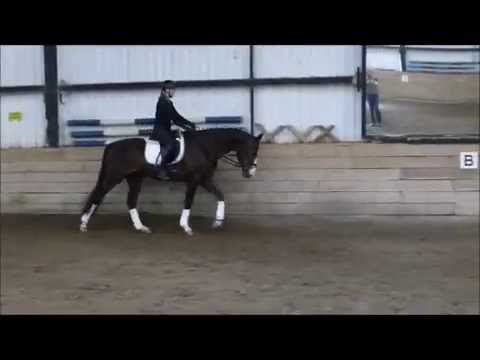 For Joy (Feedback x Donnerbube II) verkauft / sold!