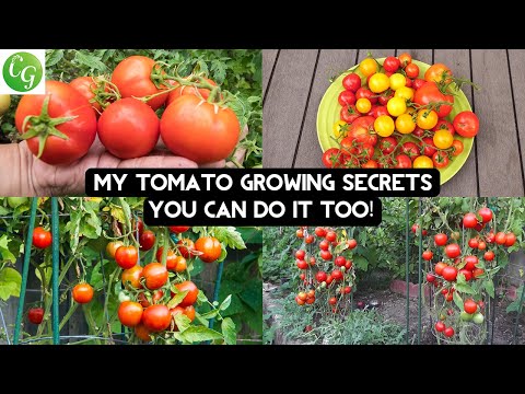 , title : 'My Top 10 Secrets to Grow the Best Tomatoes ever!'