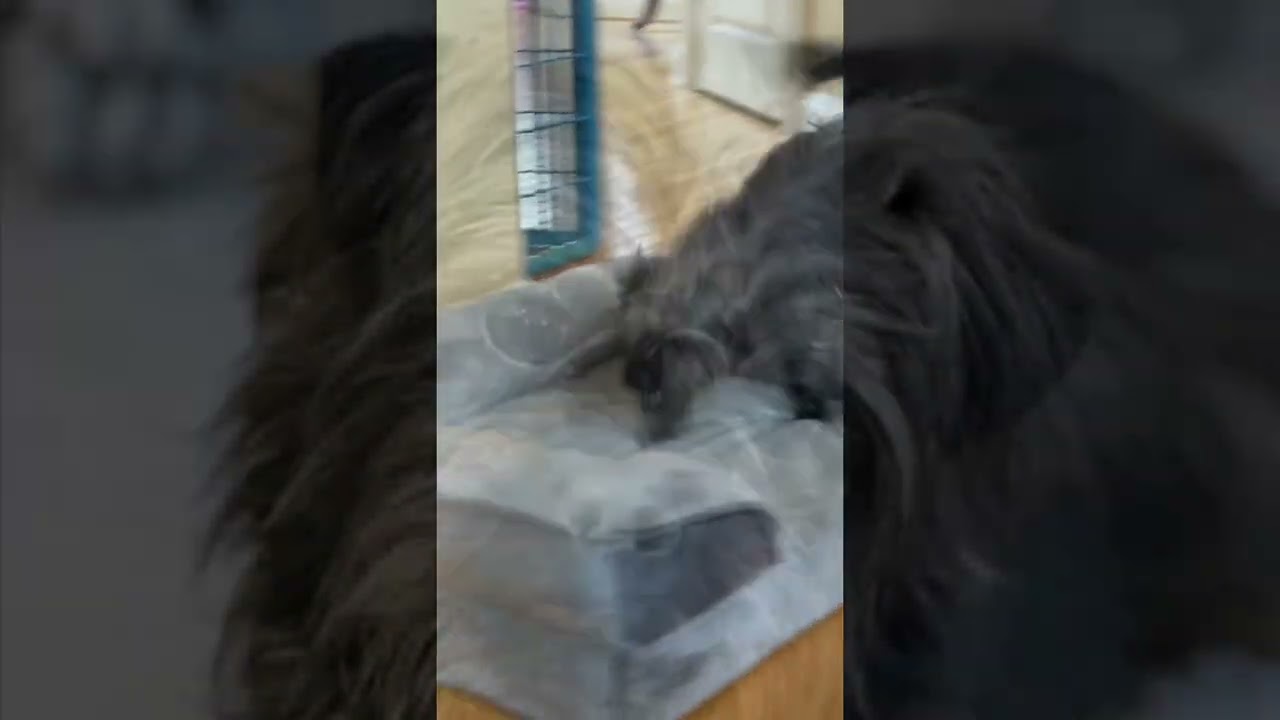 Taffy (watch my video), a Adoptable mixed breed in Ellicott City, MD video 5/6