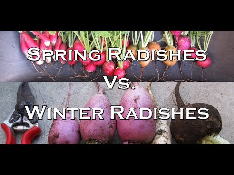 春大根と冬大根の違いは何ですか?