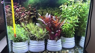 5 Loại cây thủy sinh đẹp dễ kiếm dễ trồng nhất cho bể cá
