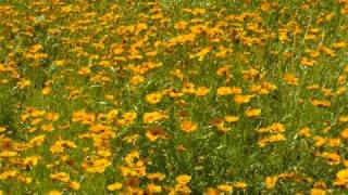 Charlie Rich - A Field of Yellow Daisies