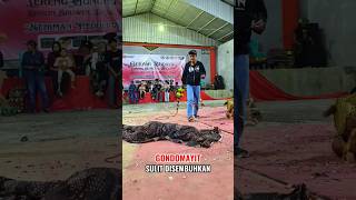 Download lagu SULIT SADAR Penyembuhan kesurupan gondo mayit #jaranan #kudalumping #barongan mp3