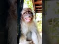 Monkey Funny Smile New Video Bandar Ka Funny Video