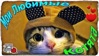 Приколы с кошками Подборка смешных кошек Интересные видео с котиками.