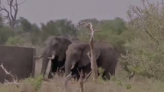 WILD Elephants COOL OFF at Kruger National Park Waterhole!