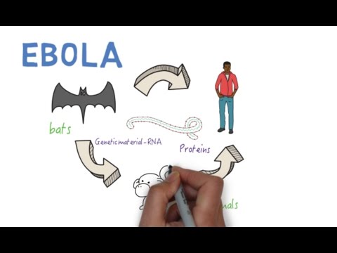 Ebola - What is it?