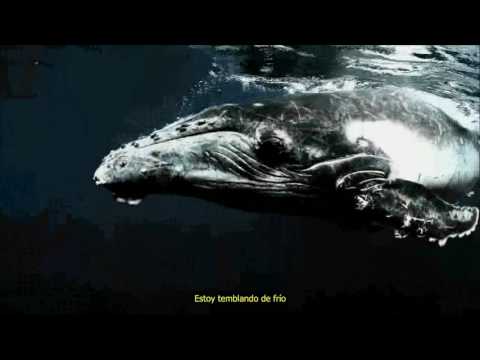 Till Lindemann ft' Apocalyptica - Helden