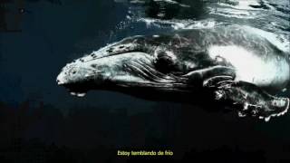 Till Lindemann ft&#39; Apocalyptica - Helden