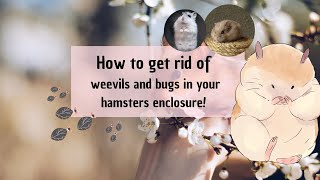 Get rid of bugs and weevils in your hamsters cage!