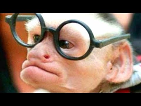 Faze comice 😄 incearca sa nu razi 😄 faze amuzante 😄 citeste descrierea