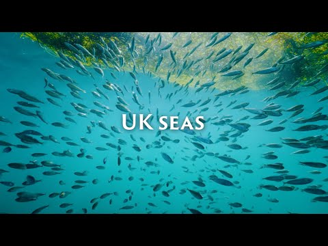 Our seas need protecting | Save Our Wild Isles