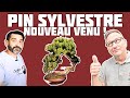 FAIRE ENTRER UNE GROSSE PIÈCE DANS SA COLLECTION 🌱NEJIKAN BONSAI 🌱