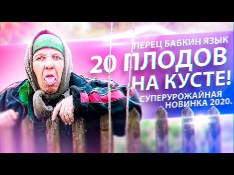 НОВИНКА 2020! ПЕРЕЦ БАБКИН ЯЗЫК. СУПЕРУРОЖАЙНЫЙ