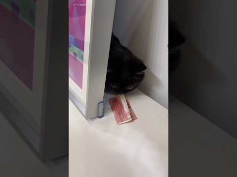Cat Who Found All the Hidden Money! 🐱💵 #shortsfeed