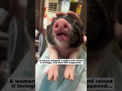 Adopt a piglet #animals #lovestory #cute#pig #piglet #pets #friendship