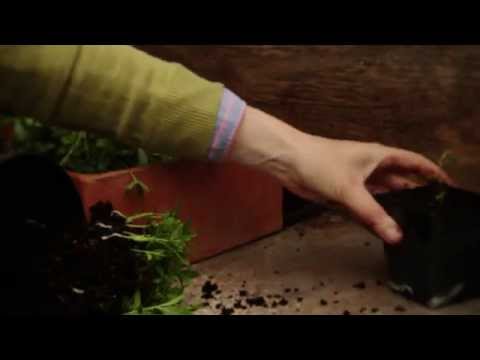 In the garden: How to prick out seedlings