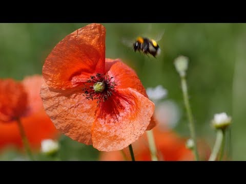Beautiful field of poppies