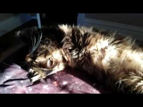 Gibbs Mews Adorably with Music