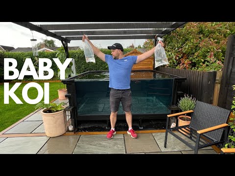 ADDING BABY KOI TO THE MONSTER POND