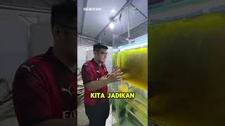 Download lagu PROJECT BREEDING CHANNA BARCA! #viral #ikan #channa #fish #chanabarca #channafish mp3