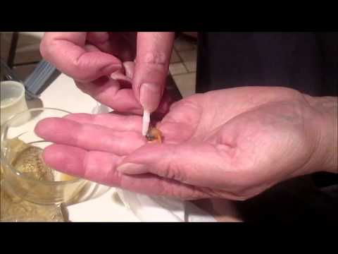 Hand Feeding Newly Hatched Lady Gouldian Finch