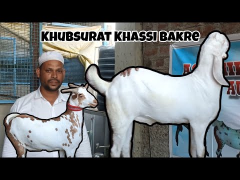 Khubsurat Khassi Bakre | Big Size me | For sale at Ashmira Goat Farm | #sgfabdul