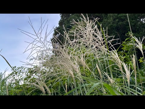 Guided Meditation: Coming Home with the Breath - Tara Brach