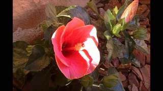 O Despertar de um  Hibisco