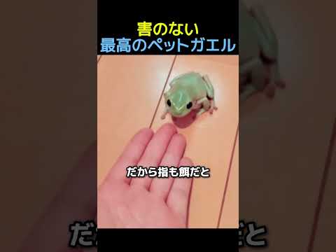 害のない最高のペットガエル🐸 #カエル #動物 #かわいい