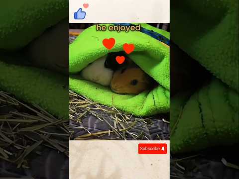 Guinea Pig Escapes… Fathers 400 Babies?!#RandyTheGuineaPig #PettingZooChaos #ShortsFeed #viralvideo