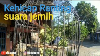 Download lagu suara kehicap ranting mp3