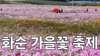 #화순 秋花节 25년10월25일 我拍下了