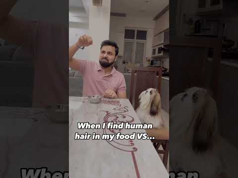 Shih Tzu Dog hair in food 😅 | shih tzu funny videos #trendingshorts #shihtzu #dogshorts