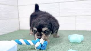 ハーフ犬の動画01