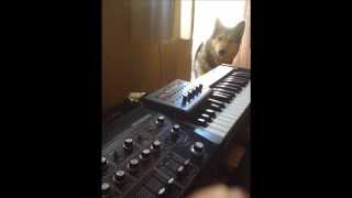 Video thumbnail for Roland SH-1000 sequenced by MFB step 64 by Doncamatic