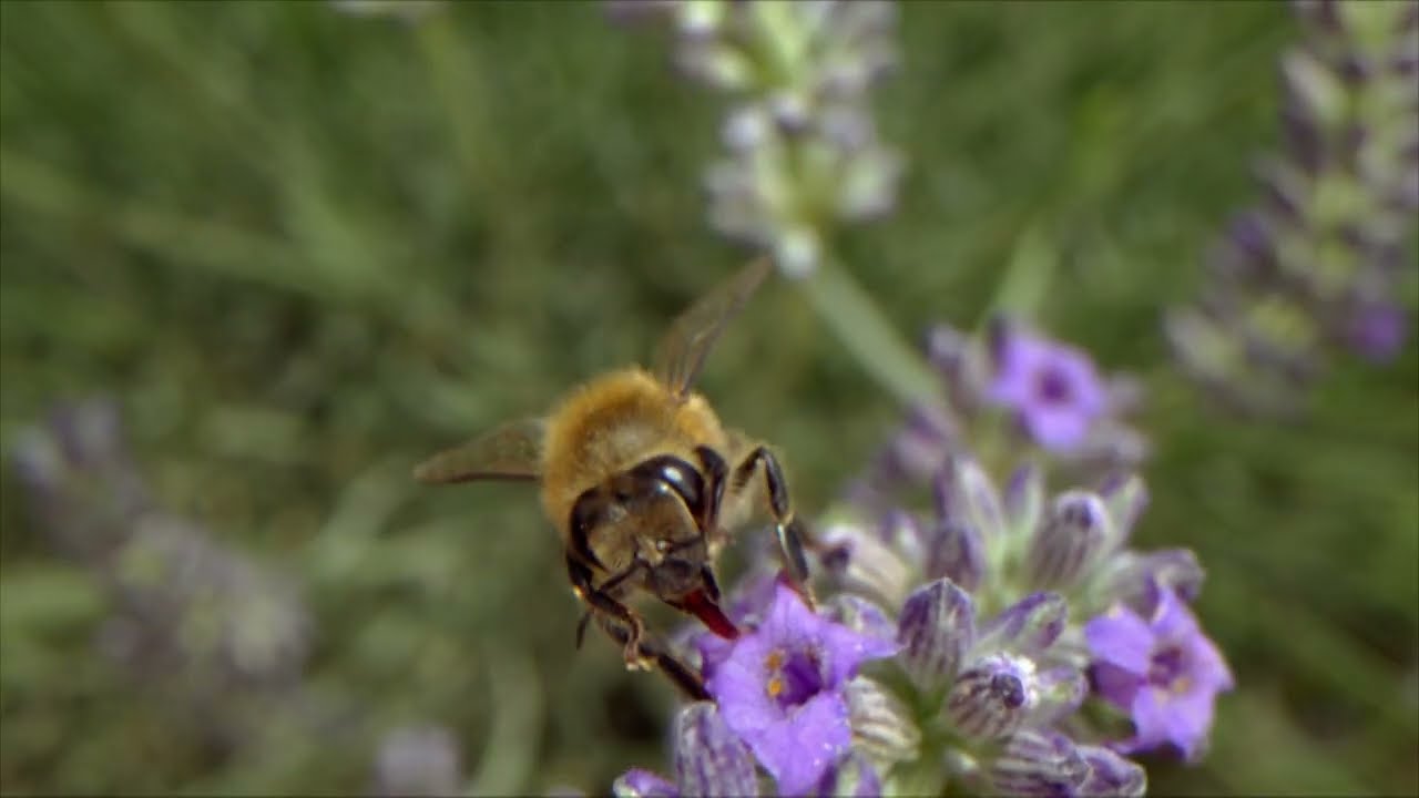 Bugs That Rule The World: Lifegivers - Preview